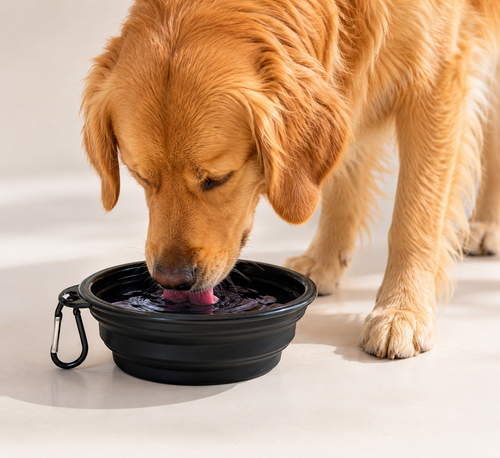Pawly Travel Bowl