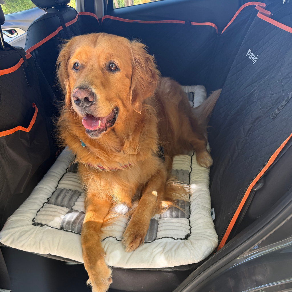 Pawly Complete Travel Bundle