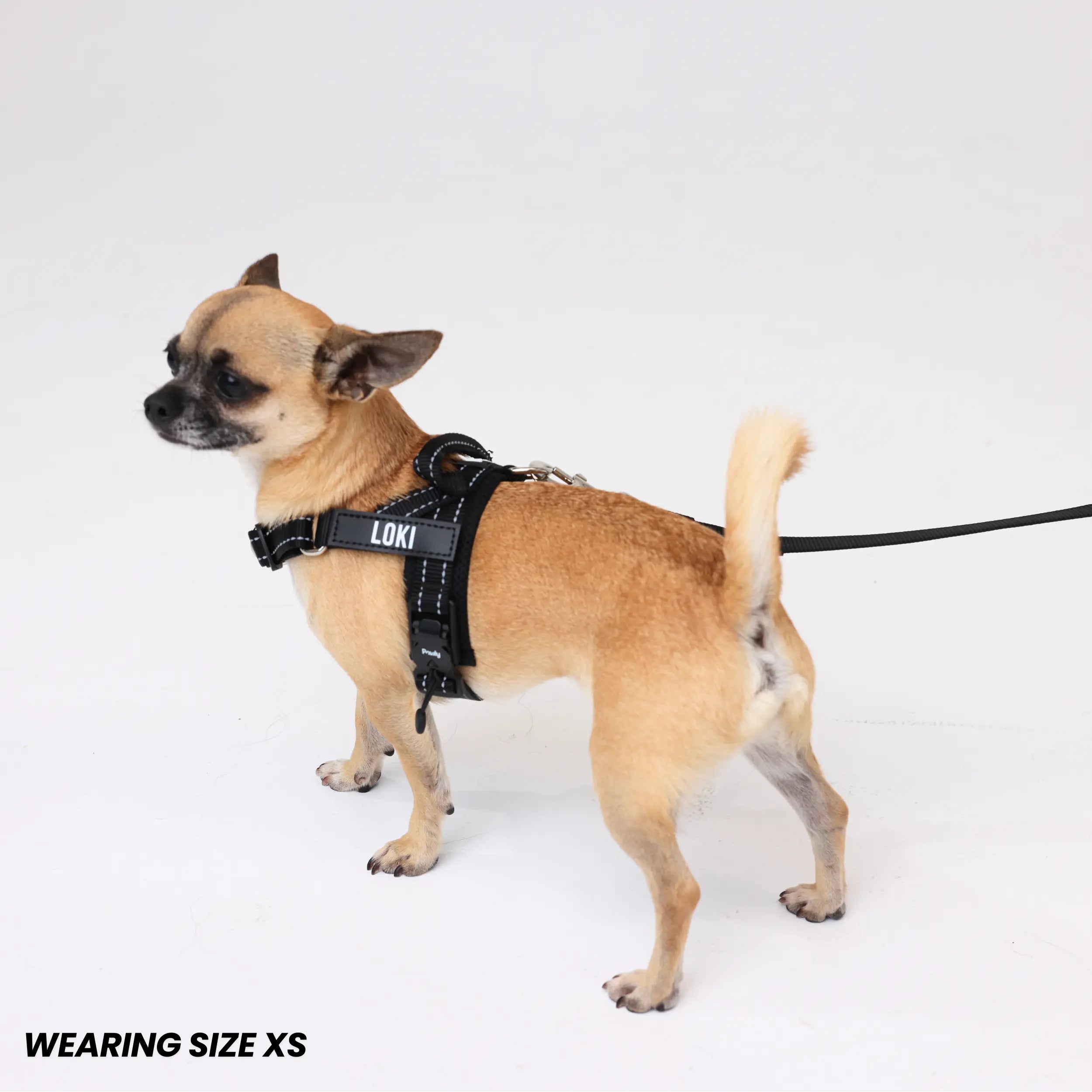 Pawly Walk Bundle
