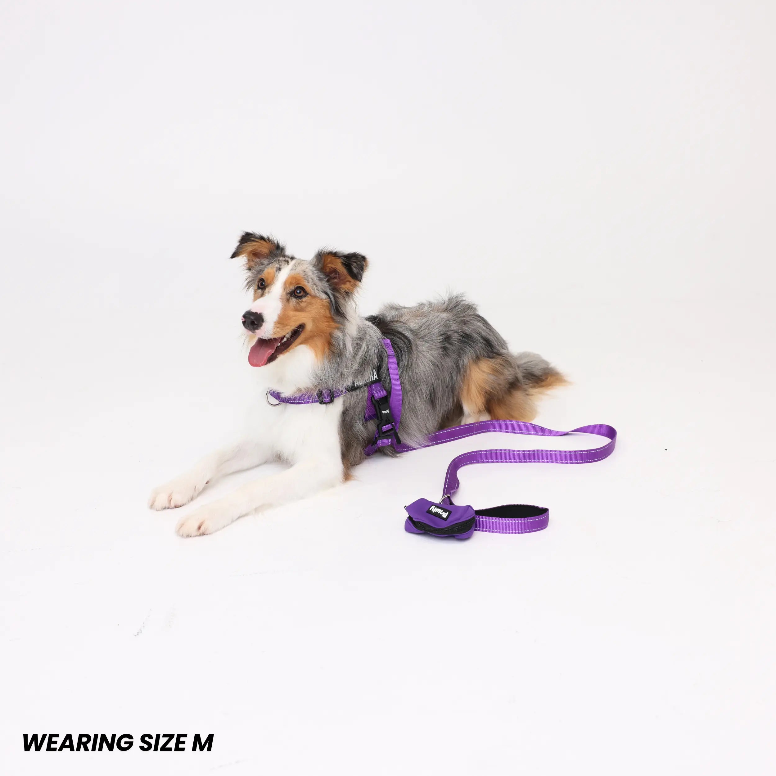 Pawly Walk Bundle