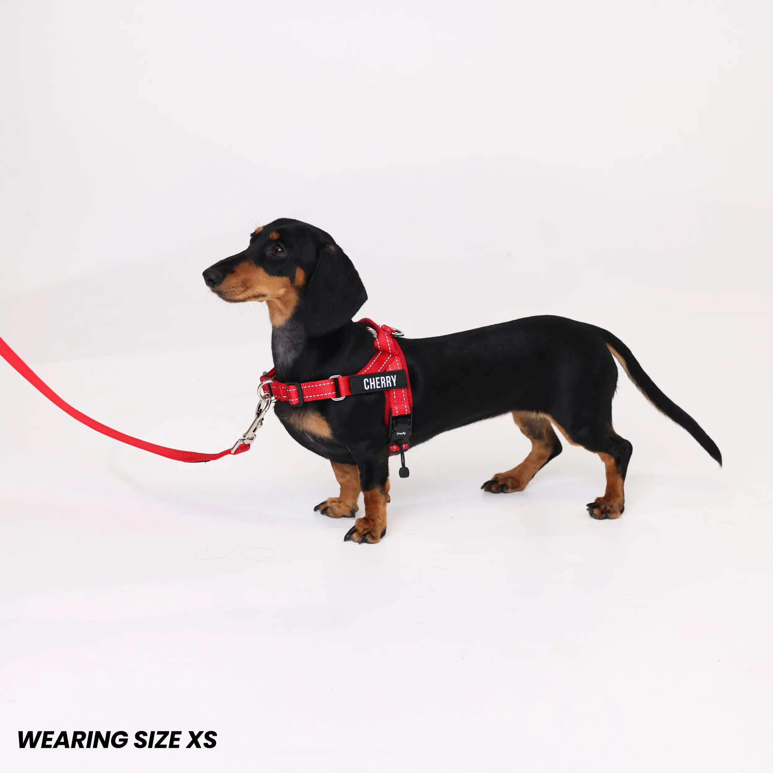 Pawly Walk Bundle