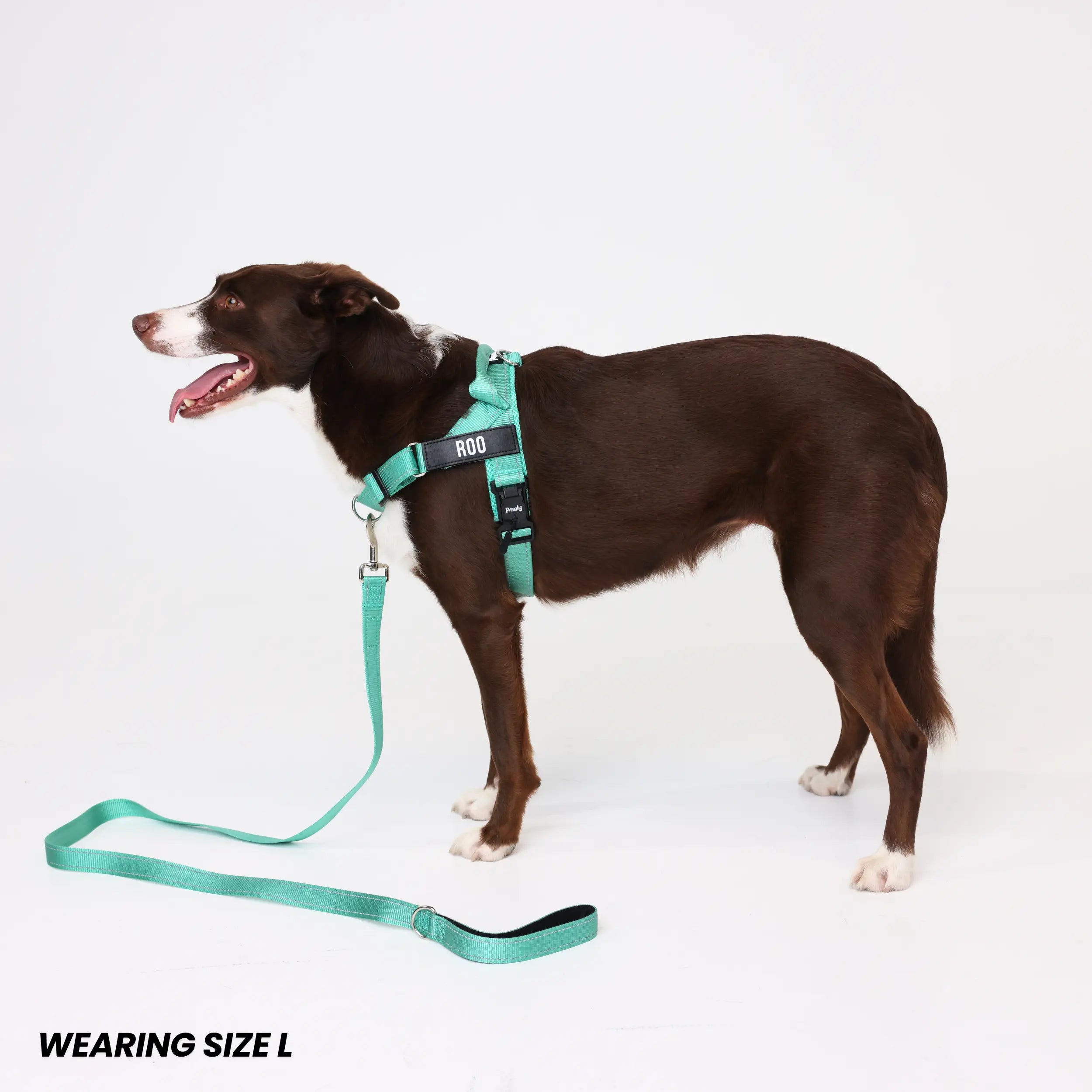 Pawly Walk Bundle