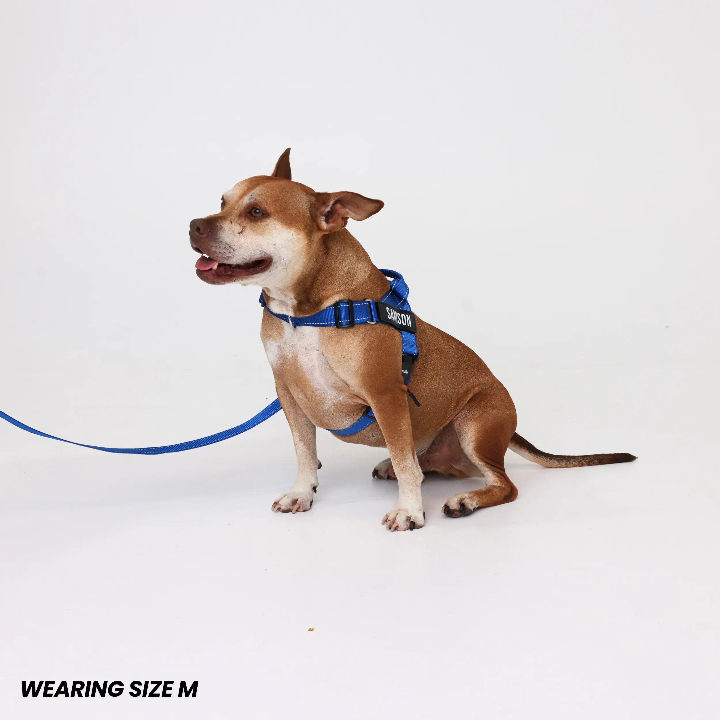 Pawly Walk Bundle