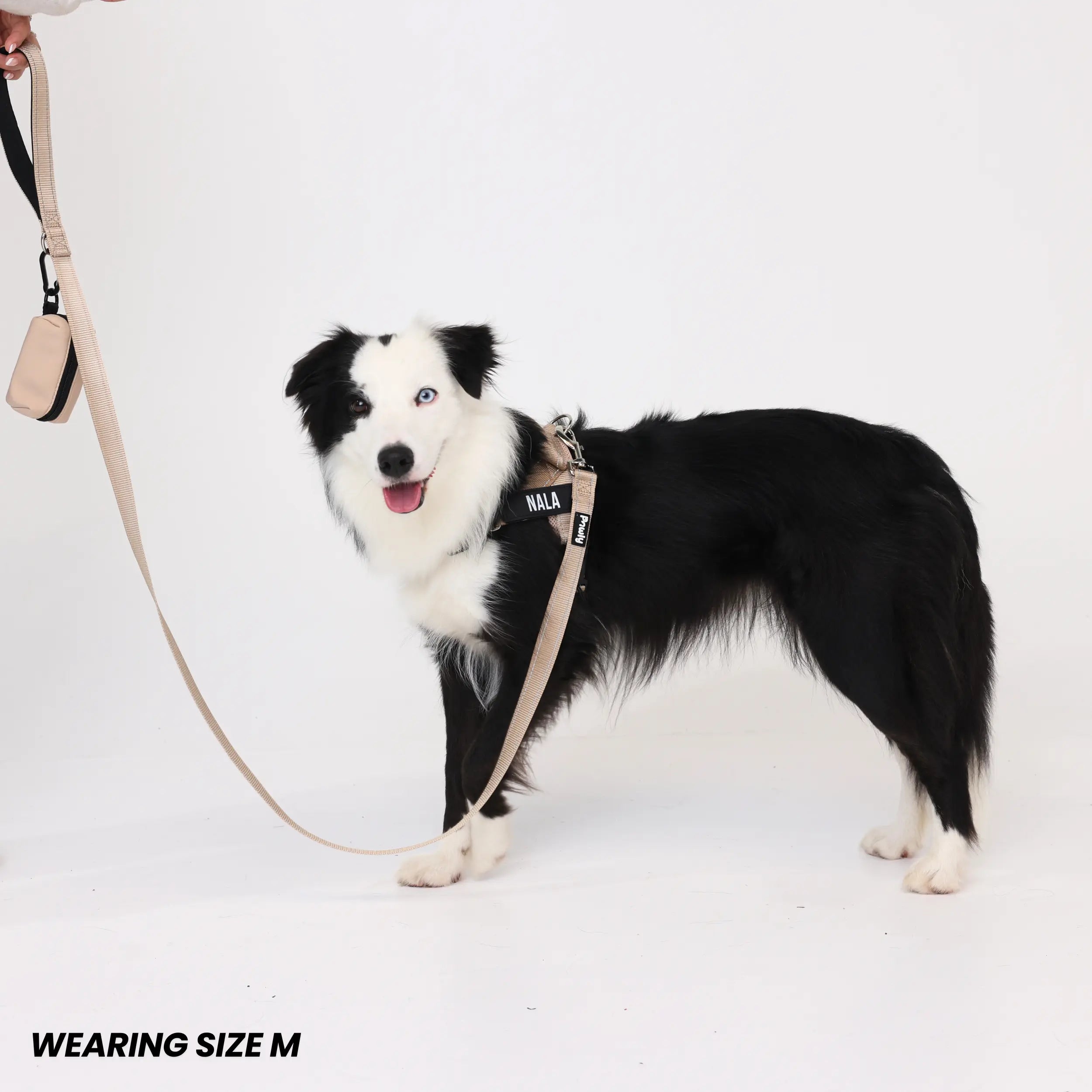 Pawly Walk Bundle