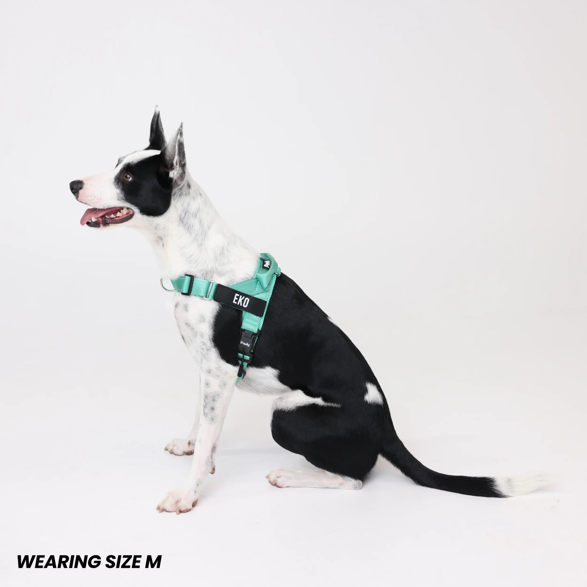 Pawly No-Pull Harness