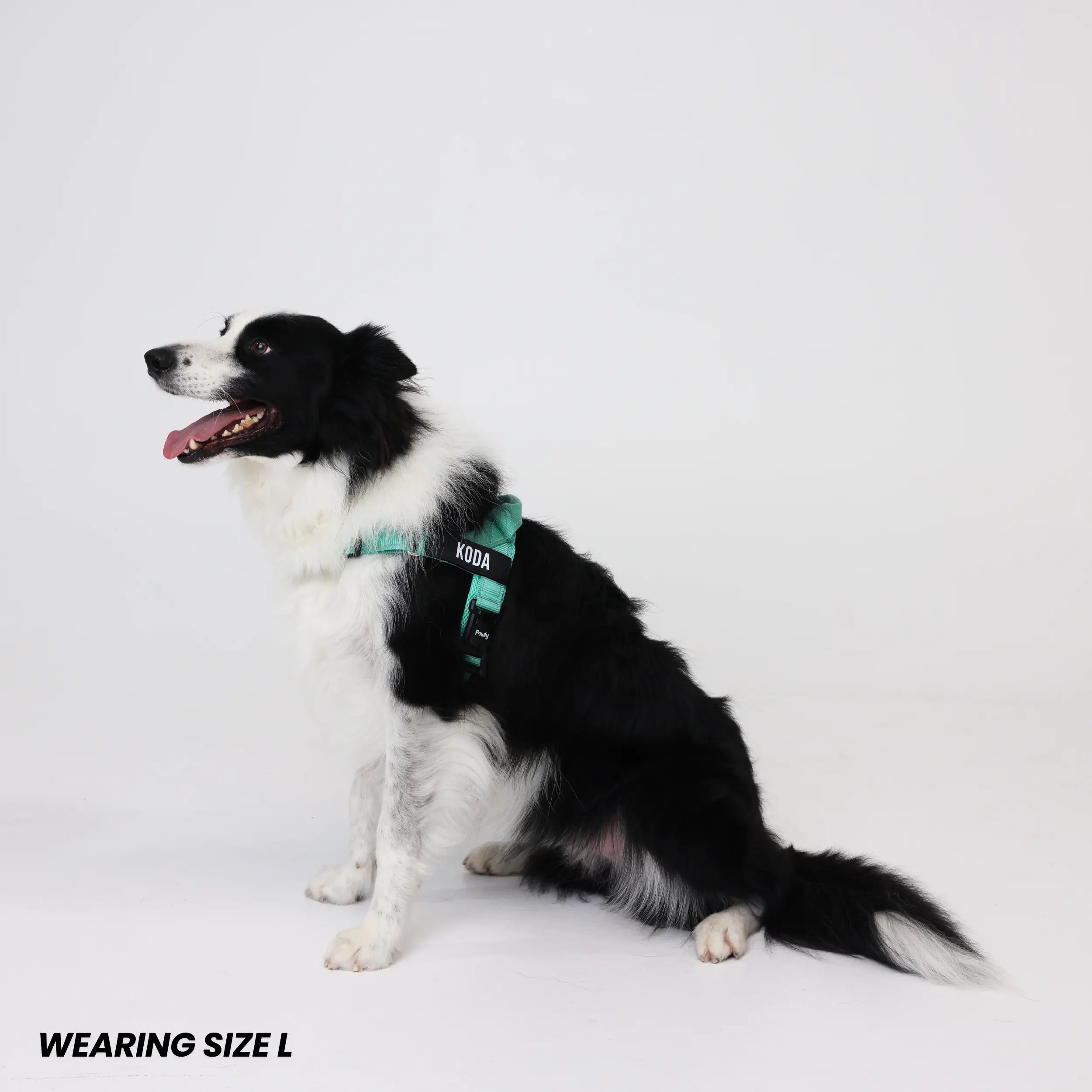 Pawly No-Pull Harness