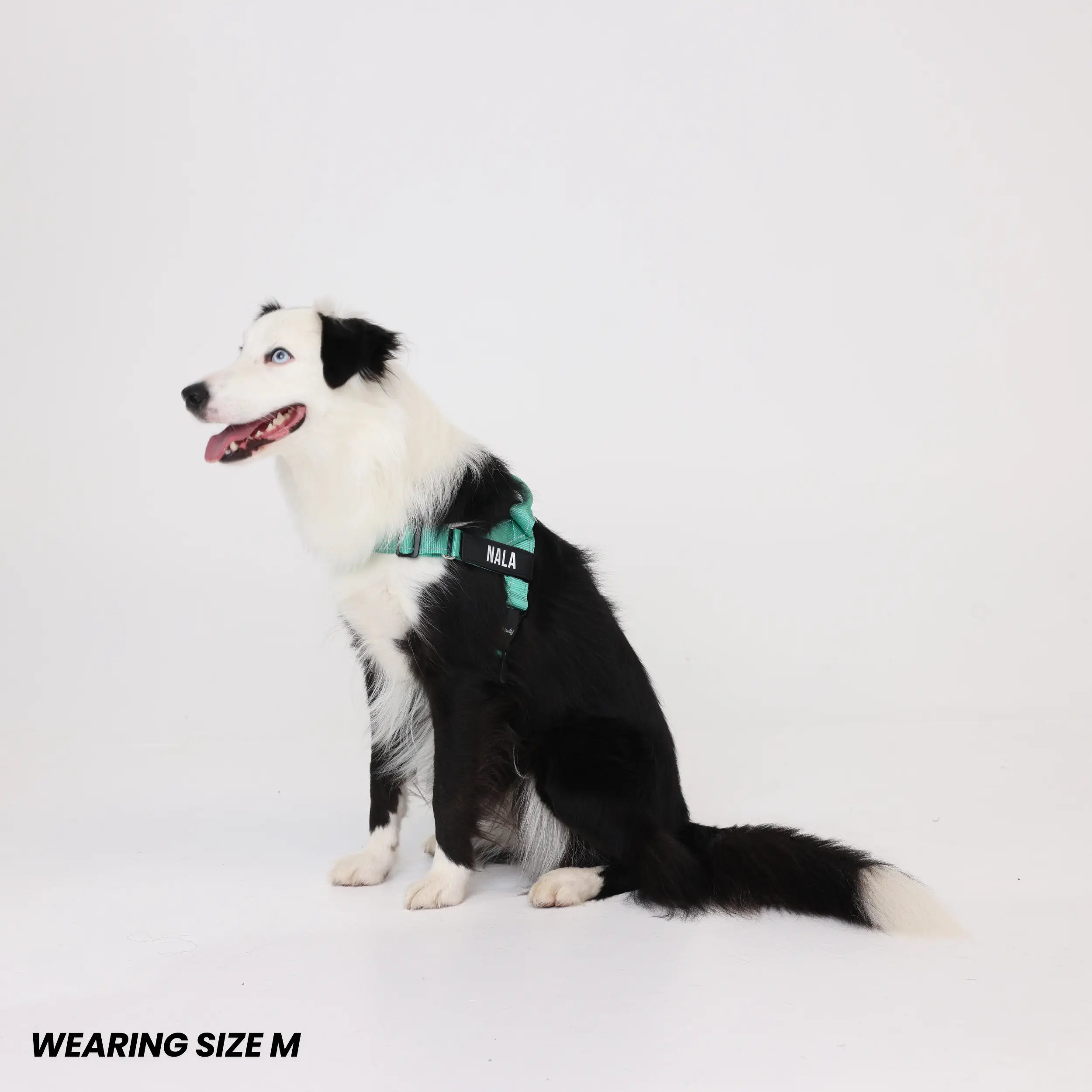 Pawly No-Pull Harness