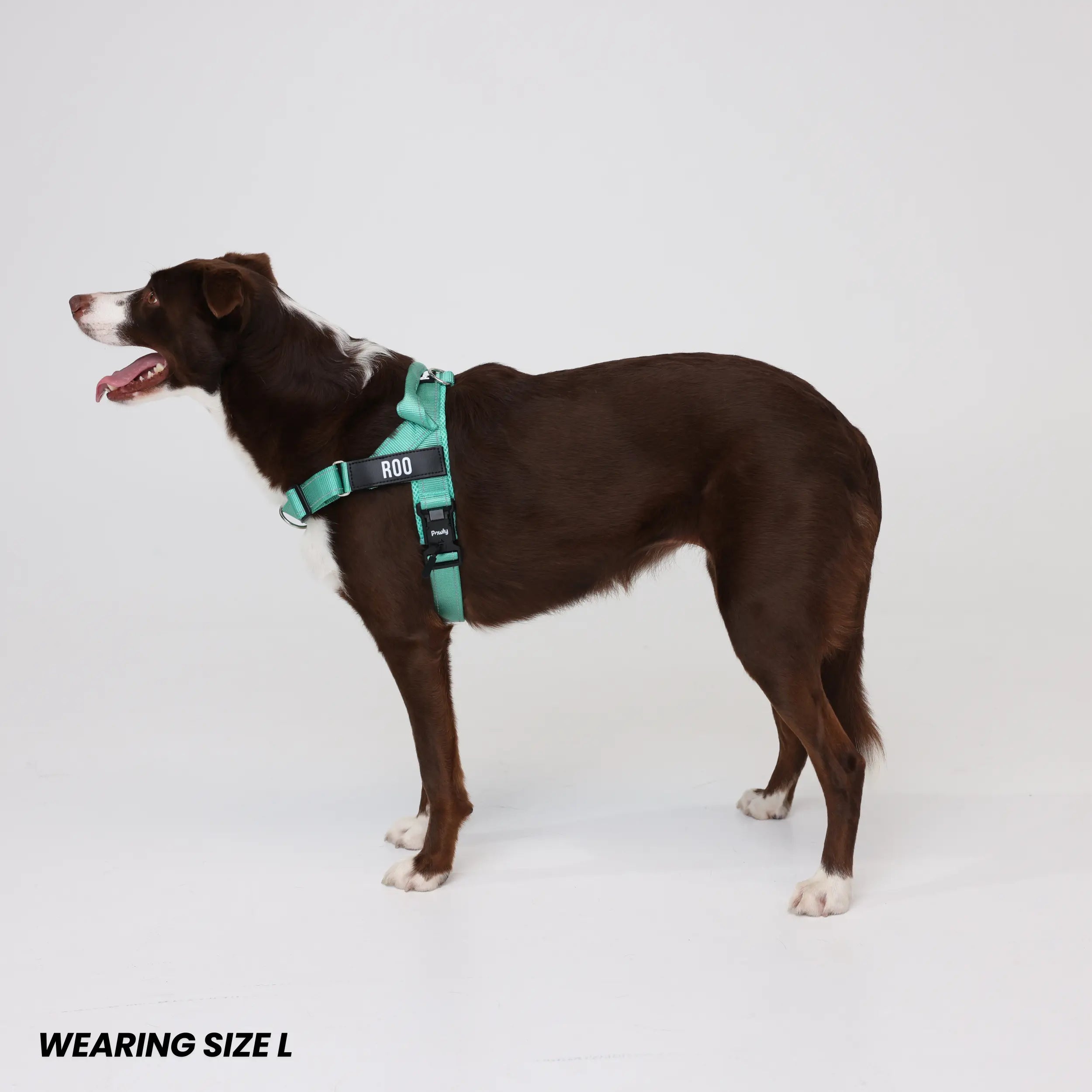 Pawly No-Pull Harness