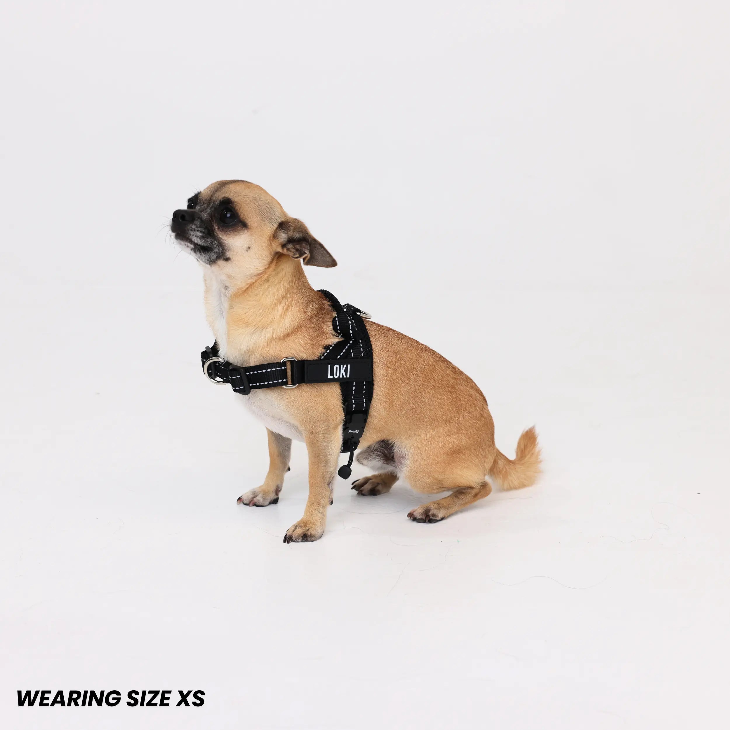 Pawly No-Pull Harness