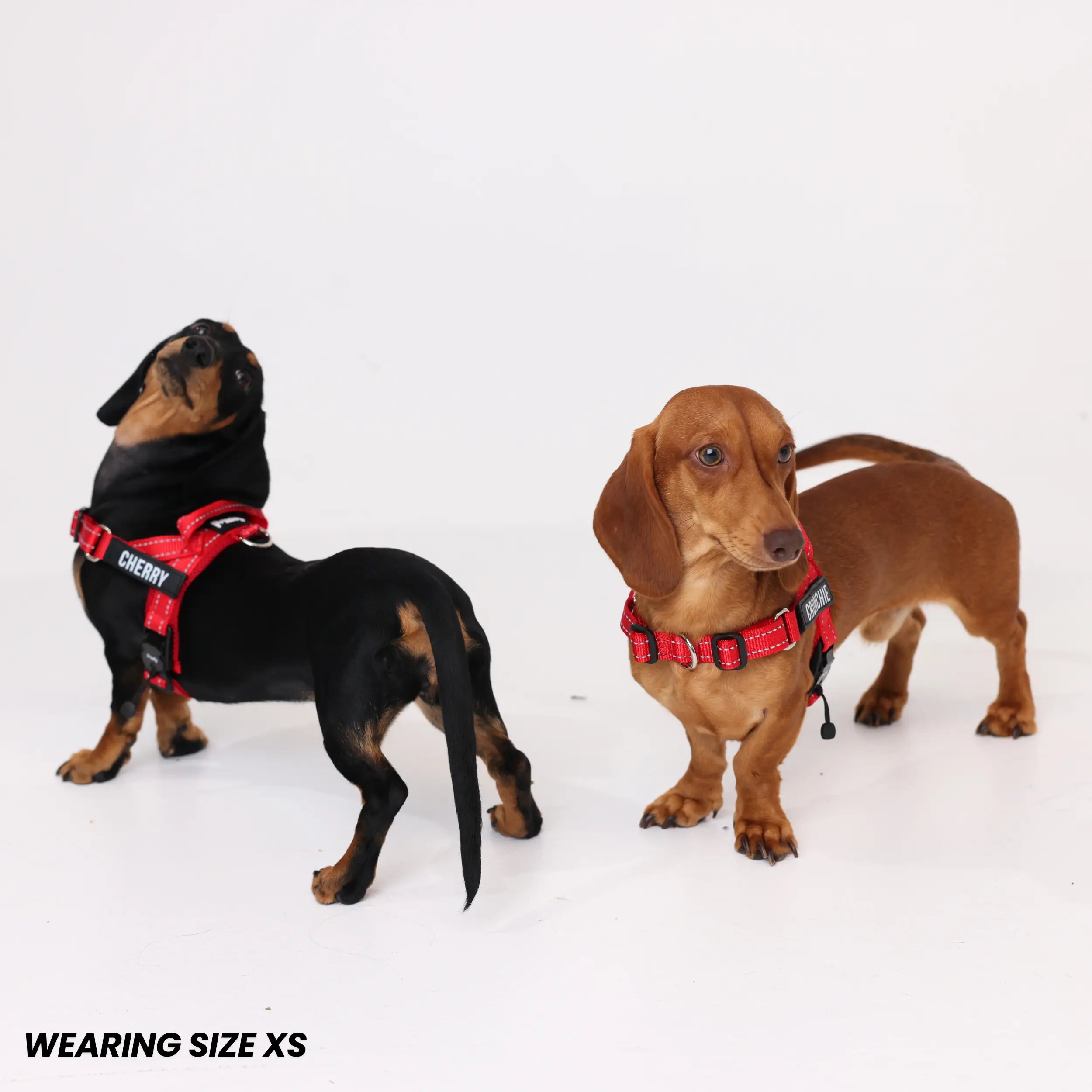 Pawly No-Pull Harness