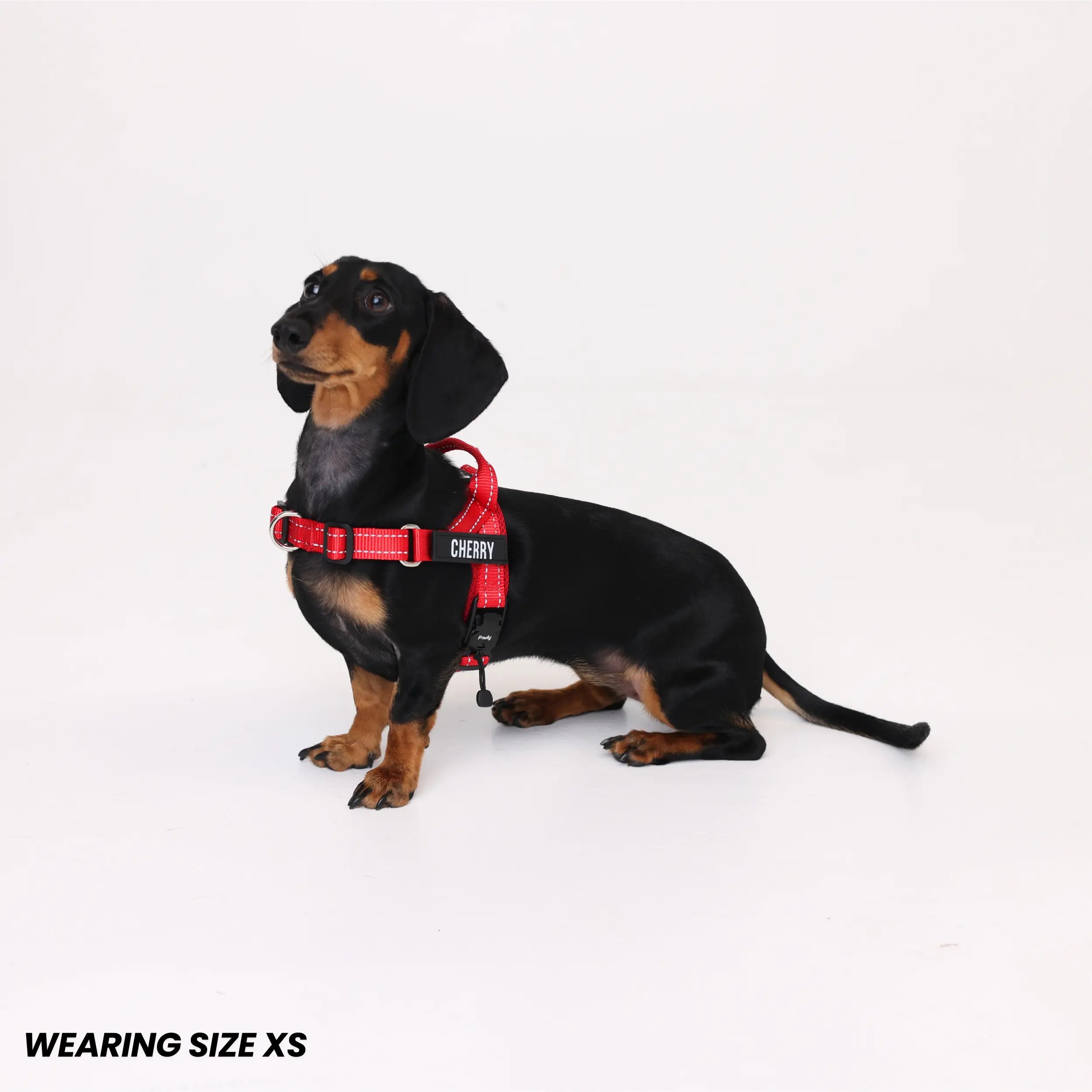 Pawly No-Pull Harness