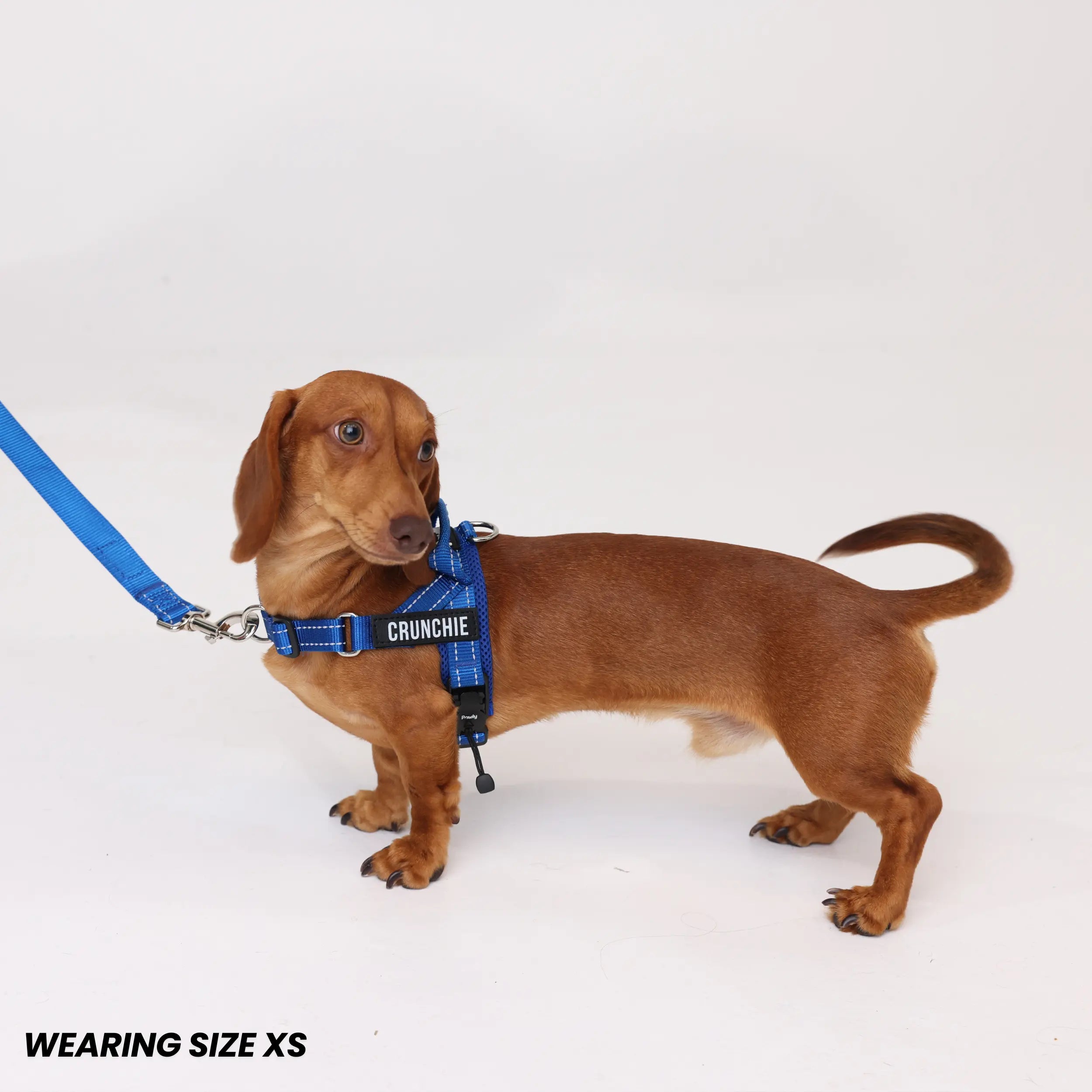 Pawly No-Pull Harness