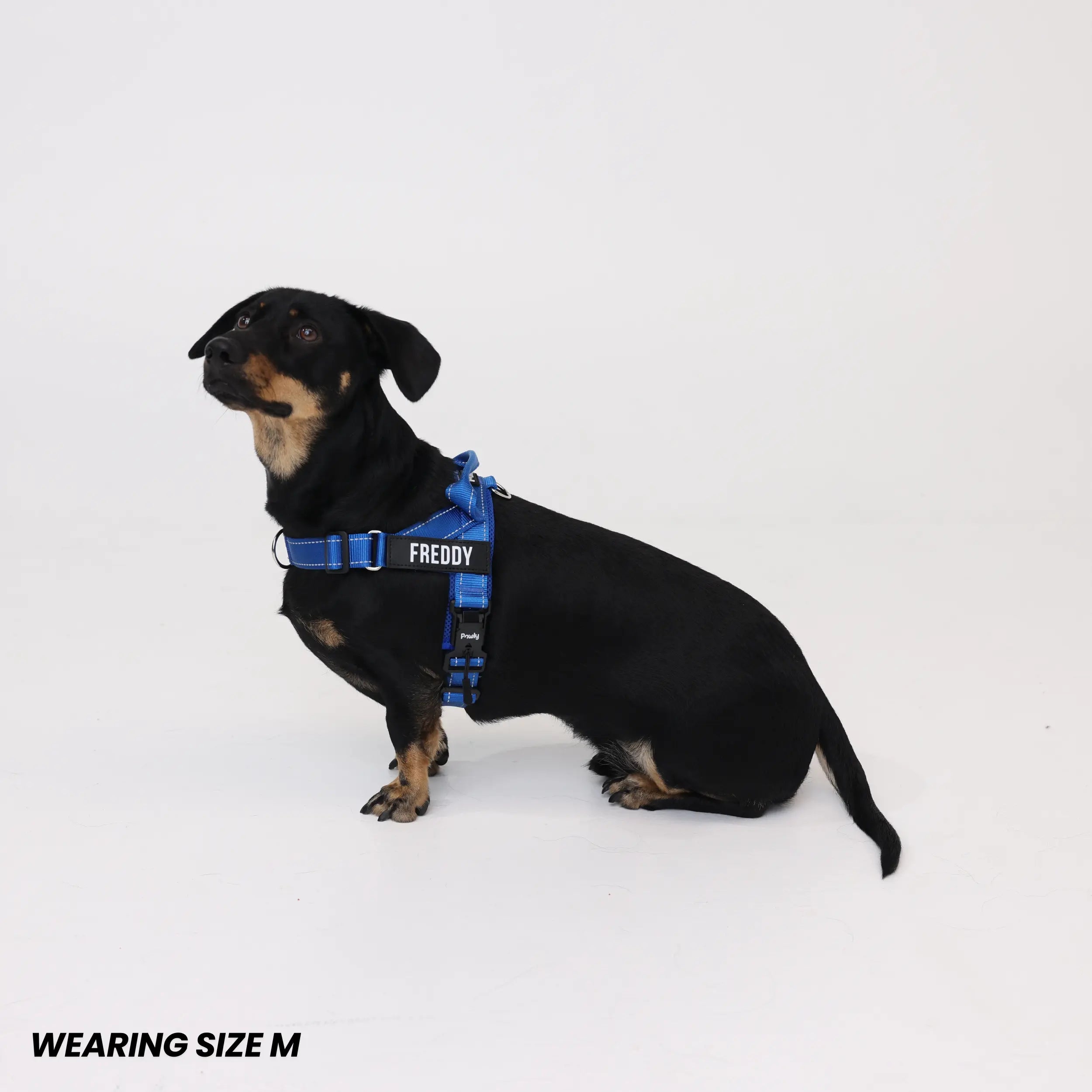 Pawly No-Pull Harness