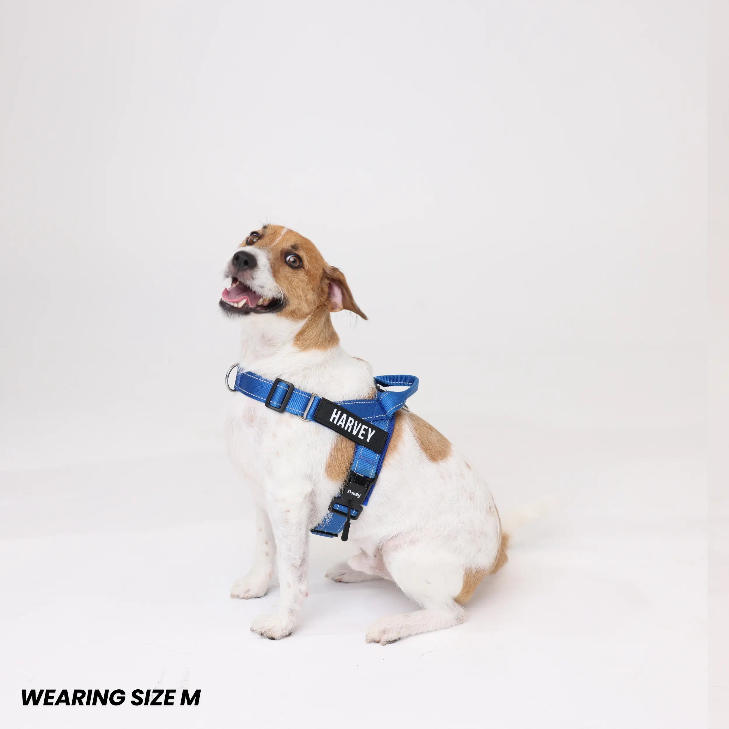 Pawly No-Pull Harness