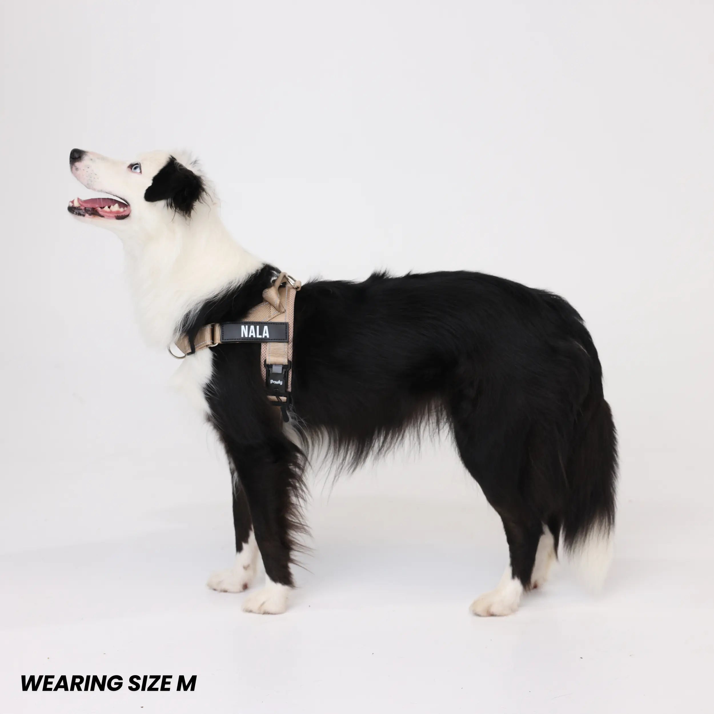 Pawly No-Pull Harness