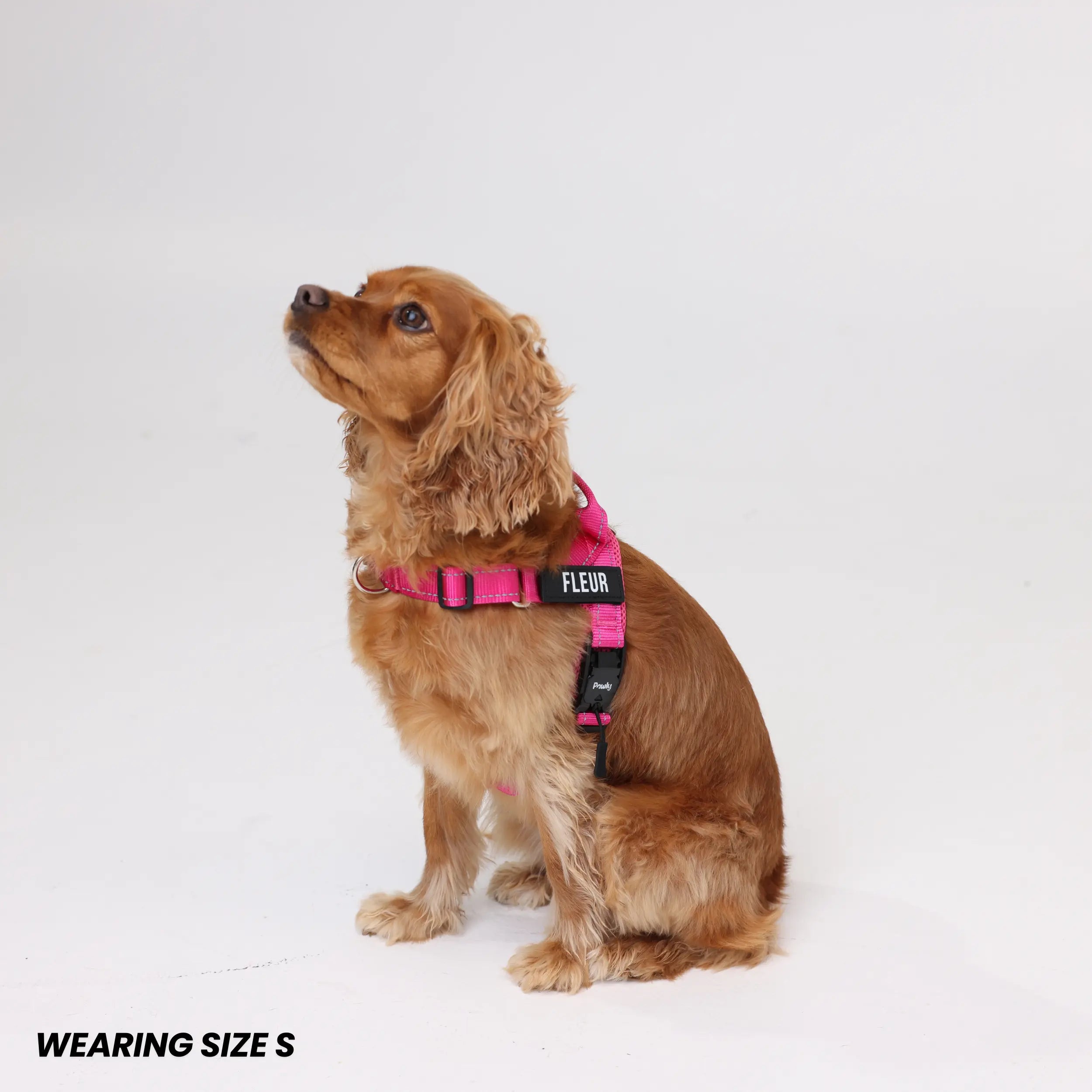 Pawly No-Pull Harness