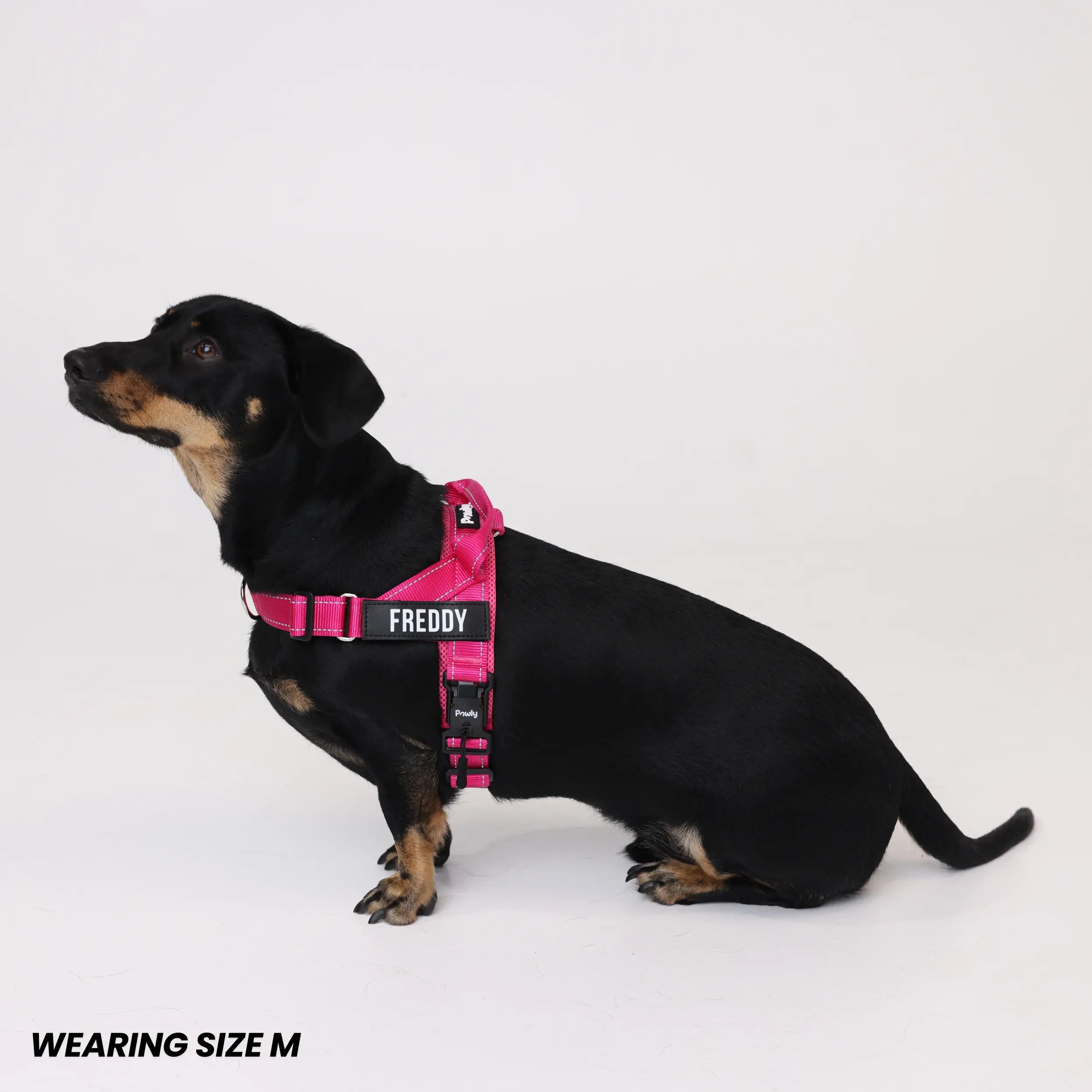 Pawly No-Pull Harness
