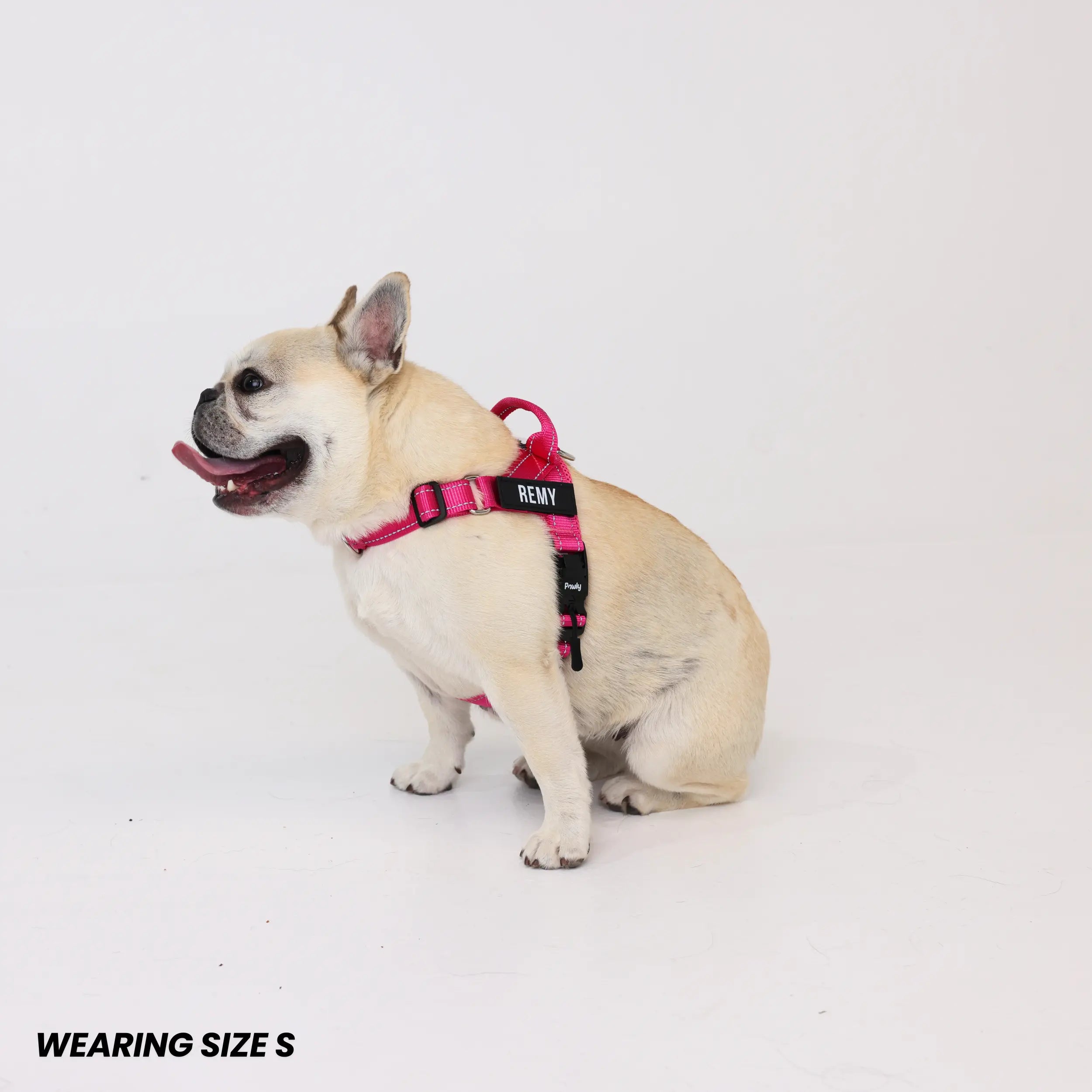 Pawly No-Pull Harness