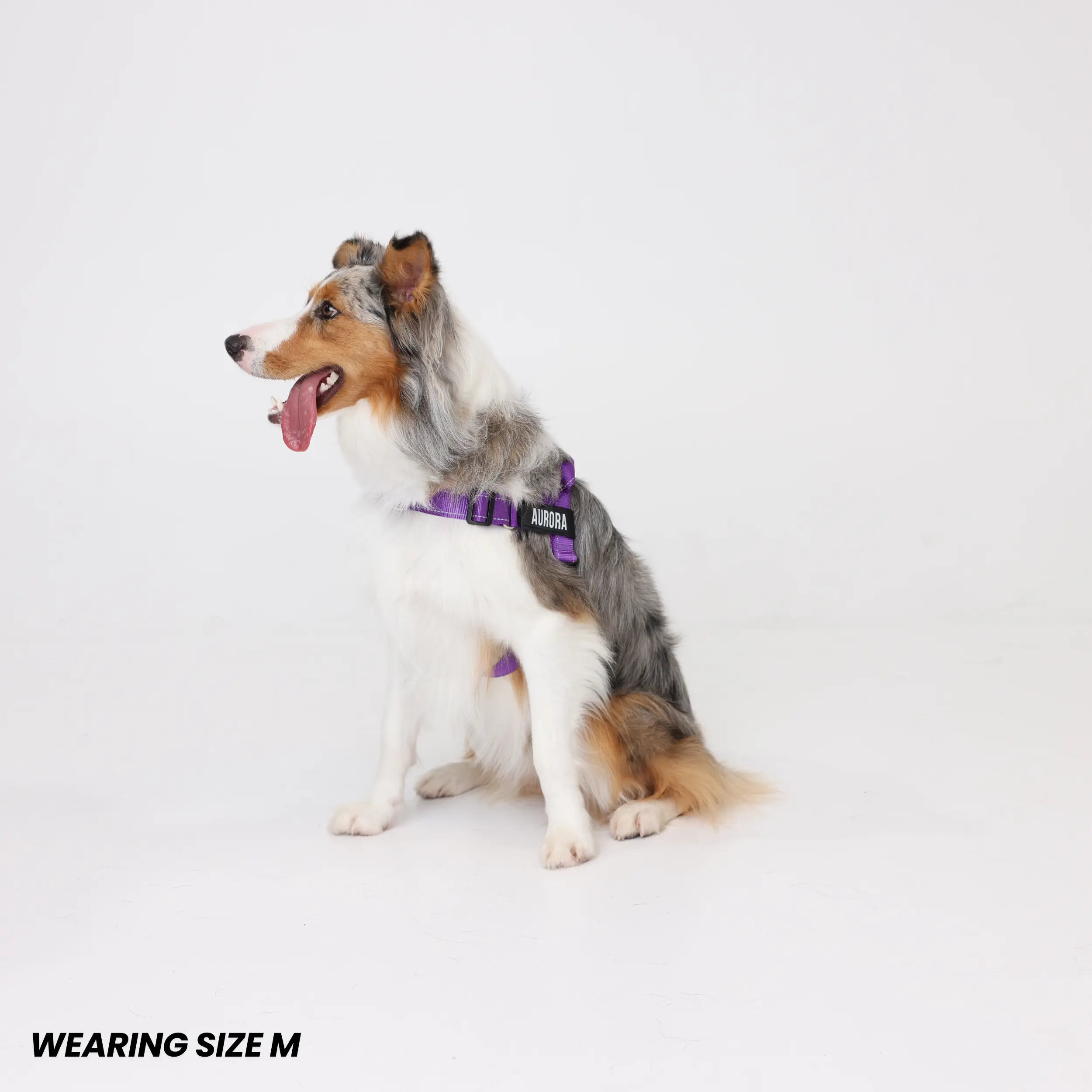 Pawly No-Pull Harness