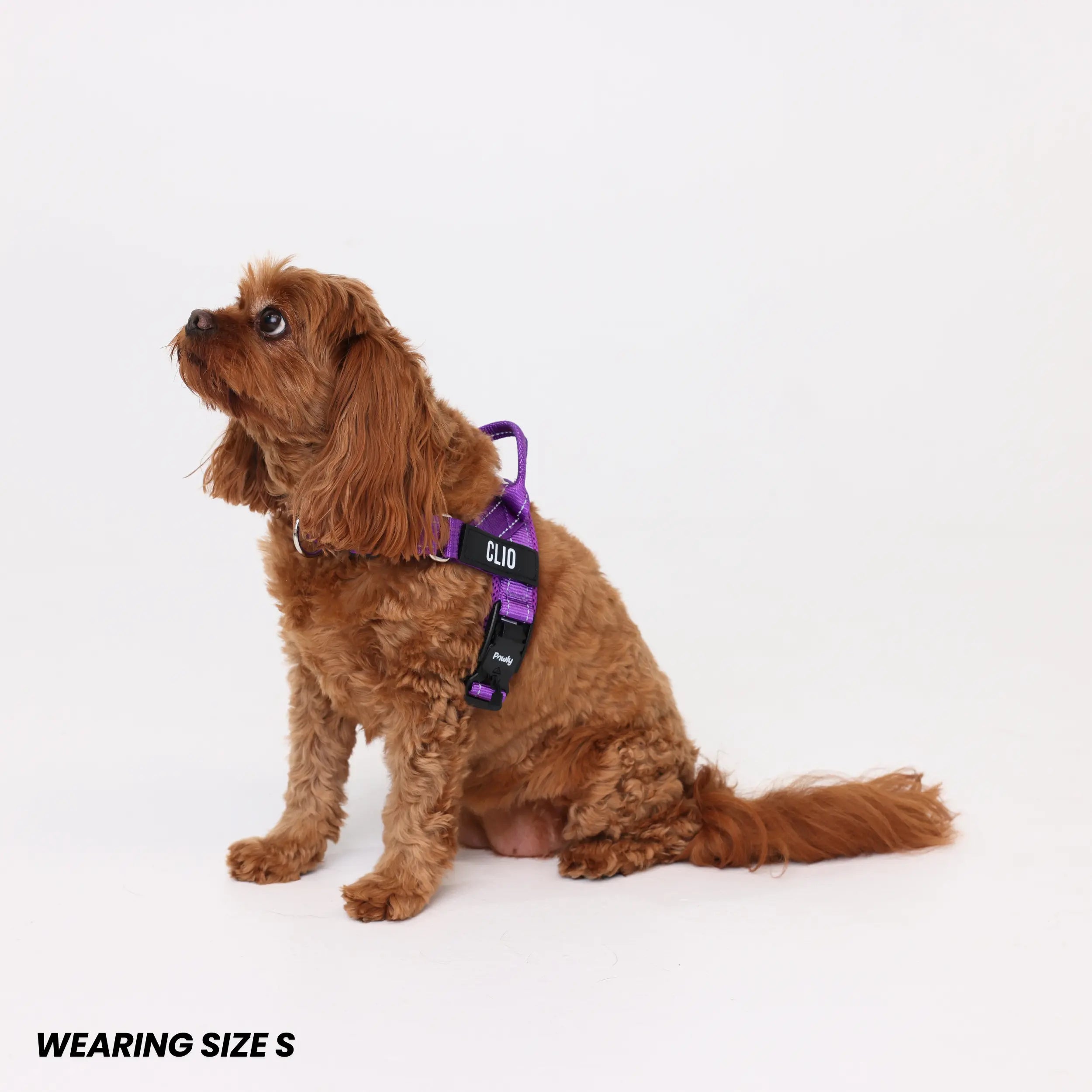 Pawly No-Pull Harness
