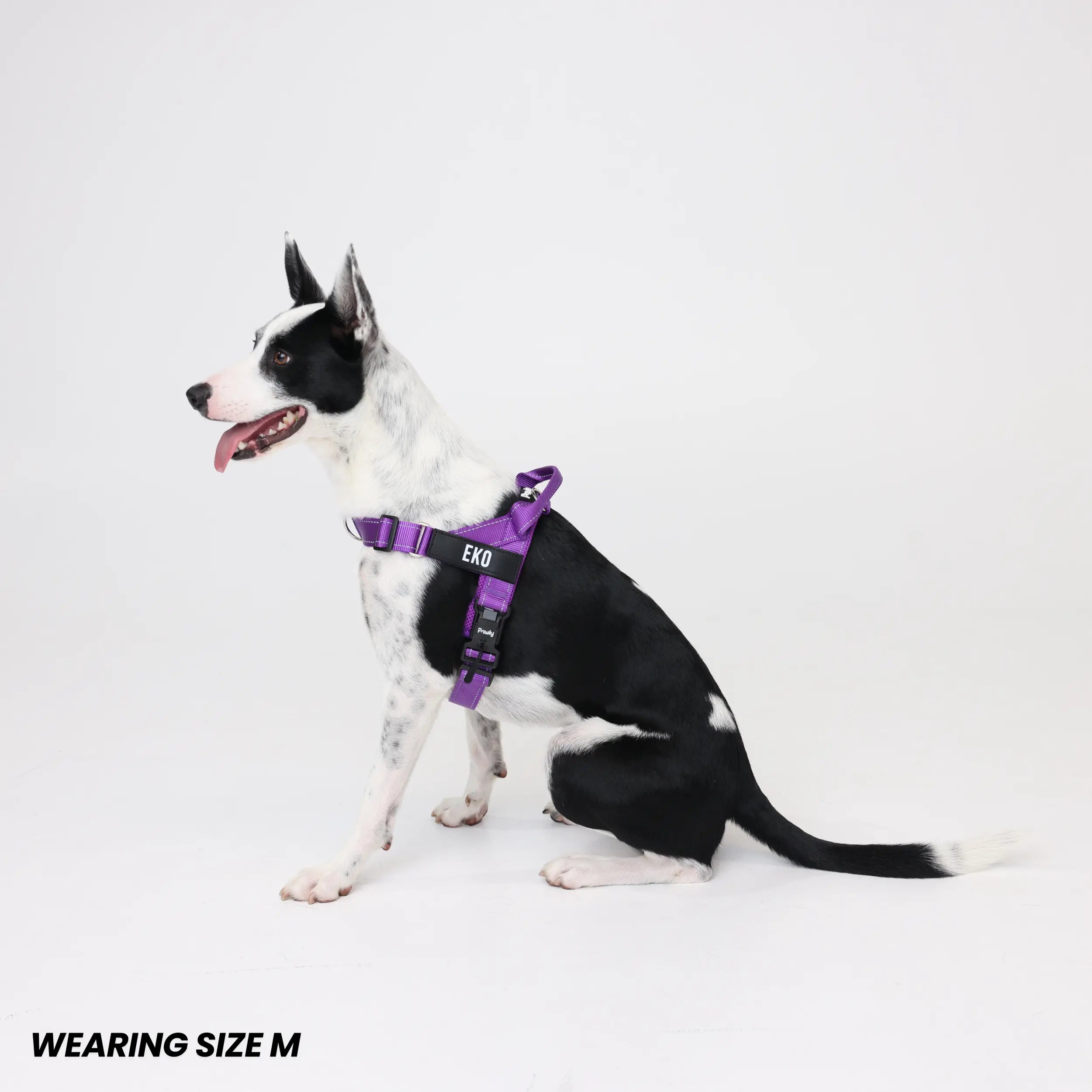 Pawly No-Pull Harness