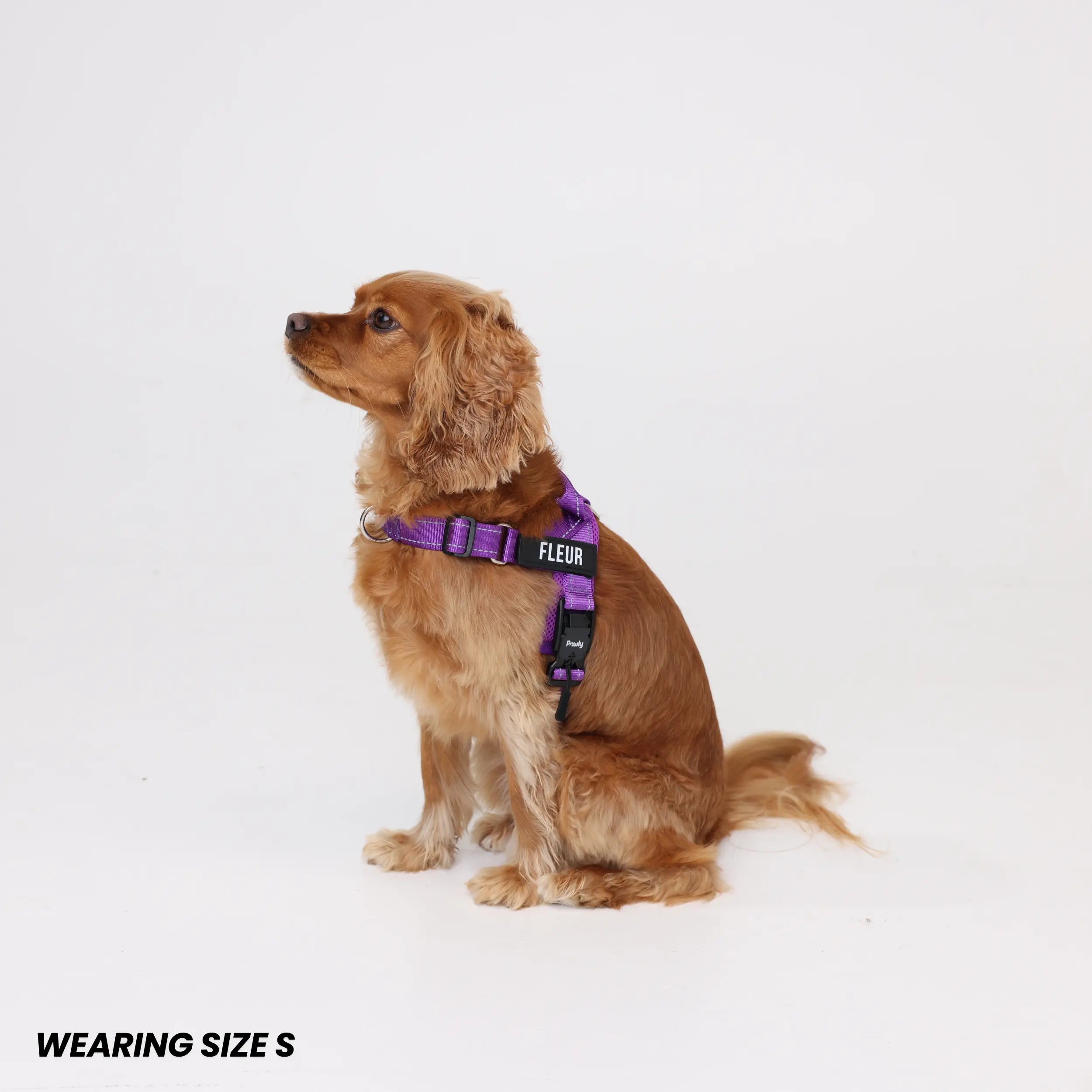 Pawly No-Pull Harness