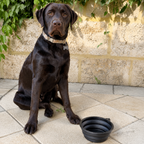Pawly™ Travel Bowl